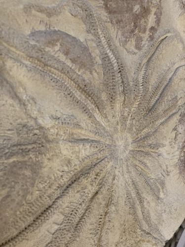 rare starfish, 12 arms, miocene, Lacoste, France