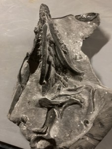 unique specimen  primitive shark skull - devonian - Morocco