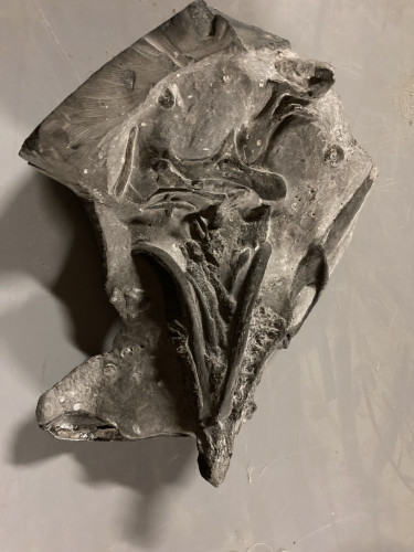 unique specimen  primitive shark skull - devonian - Morocco