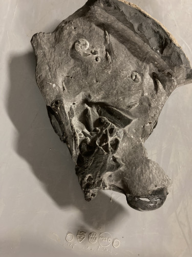 unique specimen  primitive shark skull - devonian - Morocco