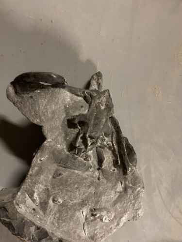 unique specimen  primitive shark skull - devonian - Morocco