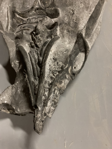 unique specimen  primitive shark skull - devonian - Morocco