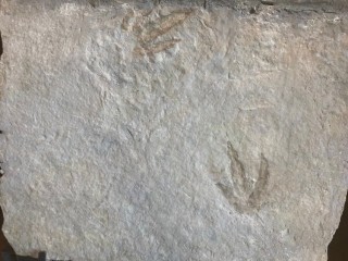 dinosaur trackway  on large...