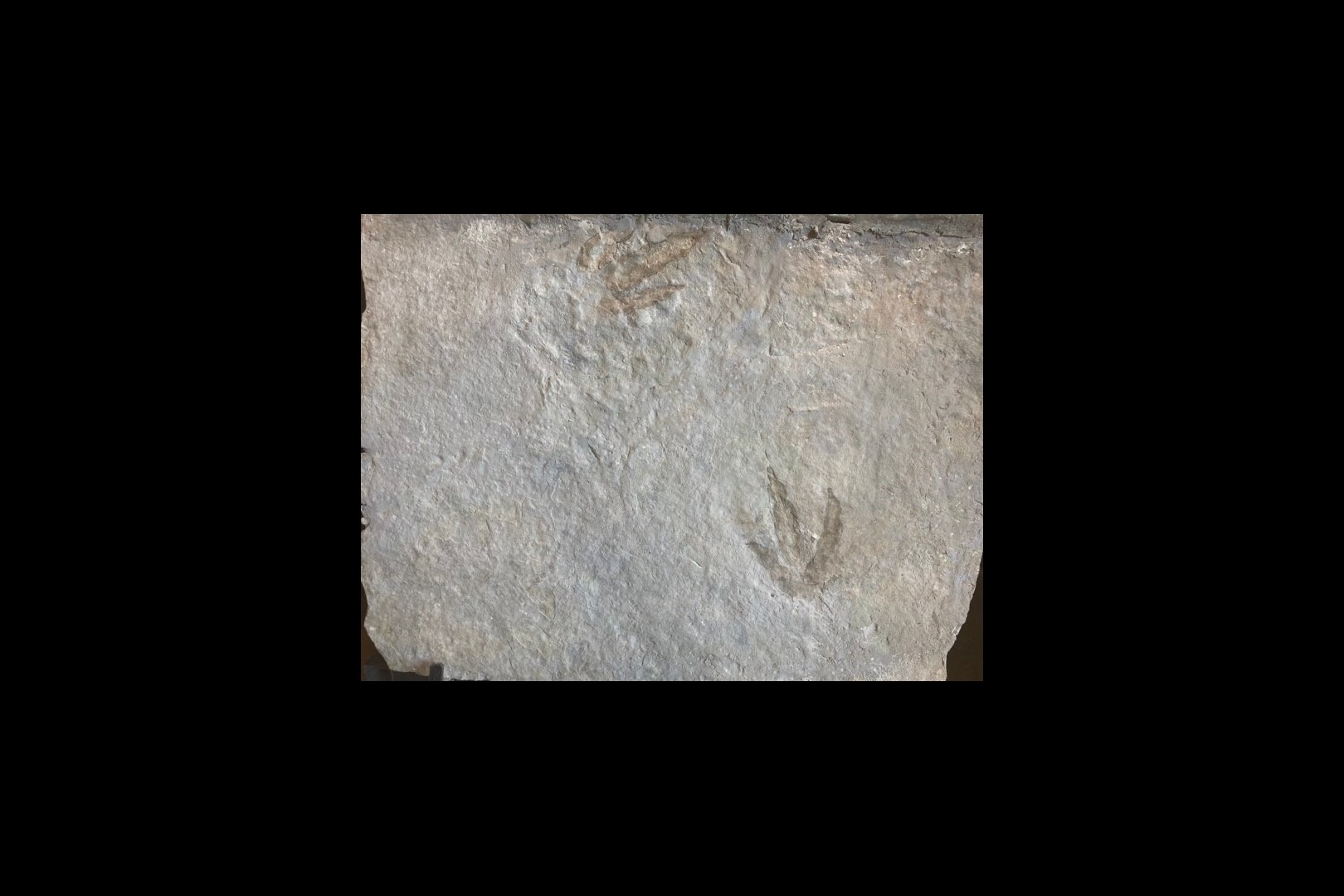 dinosaur trackway  on large slab (12 footprints) - lower jurassic - France