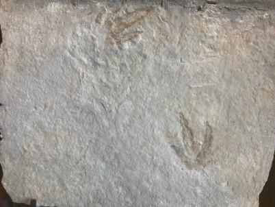 dinosaur trackway  on large slab (12 footprints) - lower jurassic - France