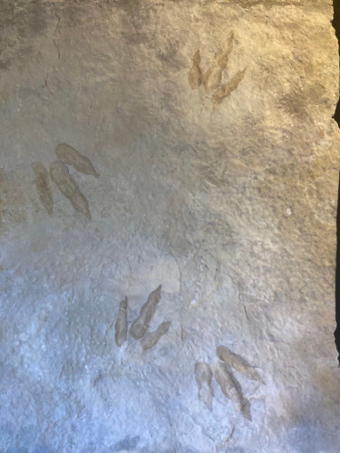 dinosaur trackway  on large slab (12 footprints) - lower jurassic - France