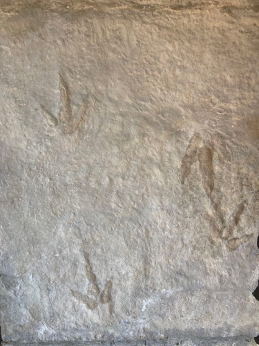 dinosaur trackway  on large slab (12 footprints) - lower jurassic - France