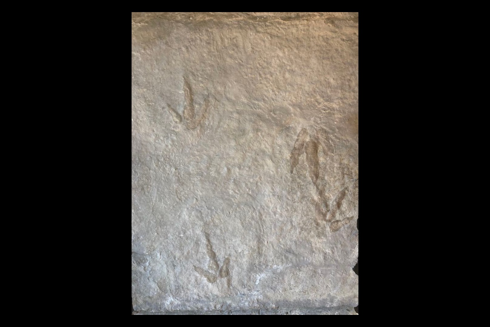 dinosaur trackway  on large slab (12 footprints) - lower jurassic - France