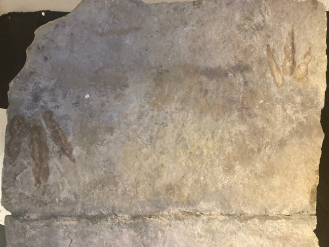 dinosaur trackway  on large slab (12 footprints) - lower jurassic - France