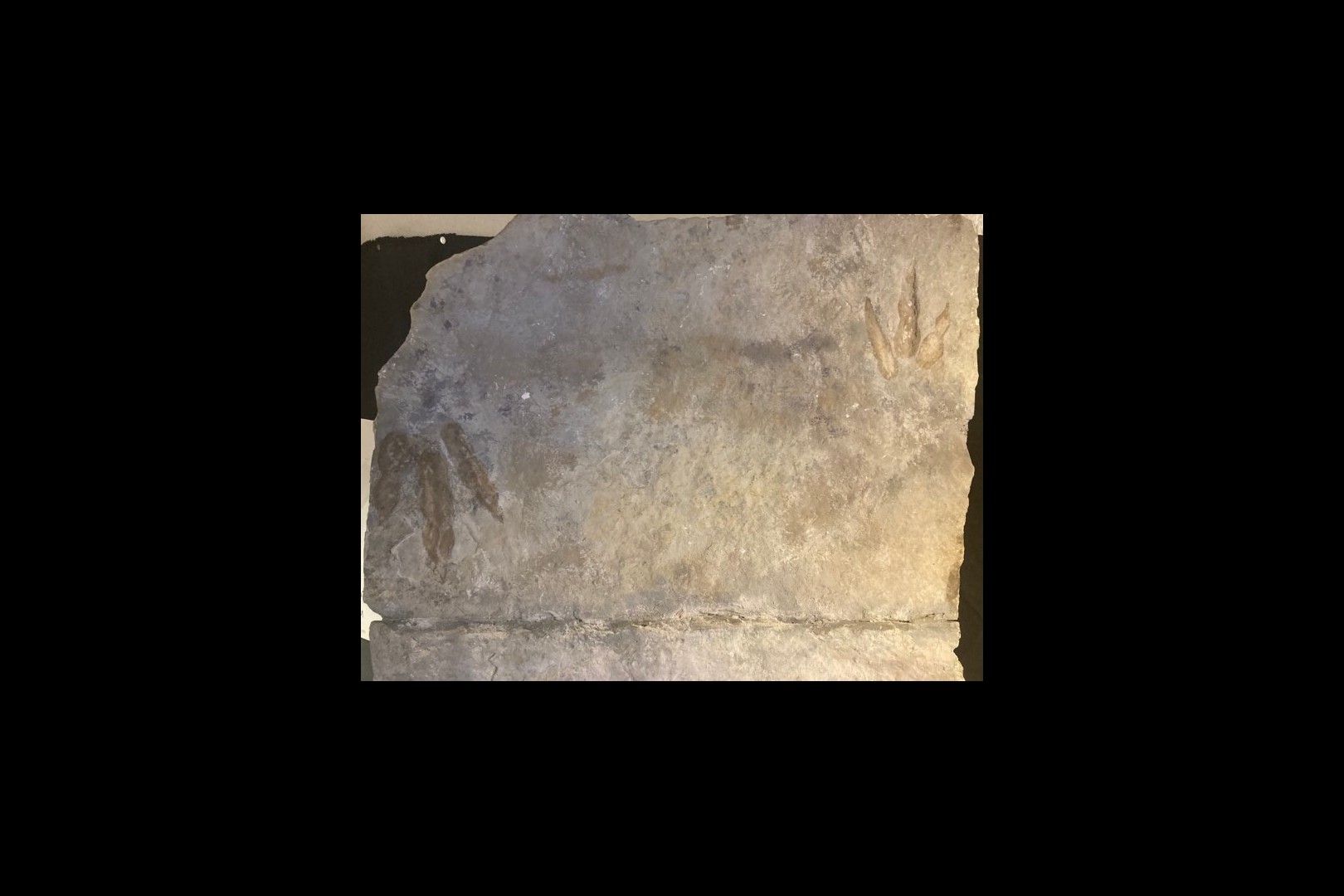 dinosaur trackway  on large slab (12 footprints) - lower jurassic - France