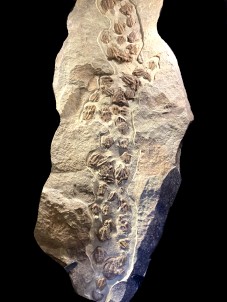 gorgeous trilobites foulonia slab from fezouata formation - Morocco