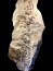 gorgeous trilobites foulonia slab from fezouata formation - Morocco
