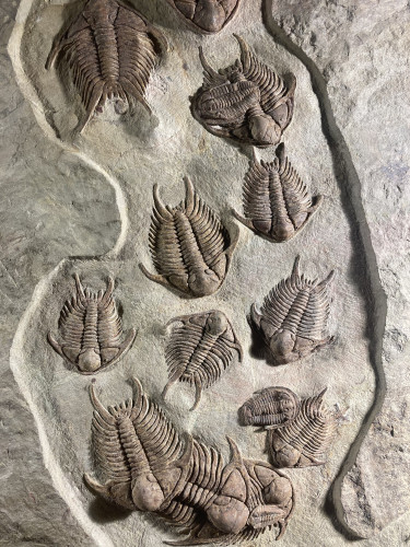 gorgeous trilobites foulonia slab from fezouata formation - Morocco