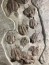gorgeous trilobites foulonia slab from fezouata formation - Morocco