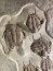 gorgeous trilobites foulonia slab from fezouata formation - Morocco