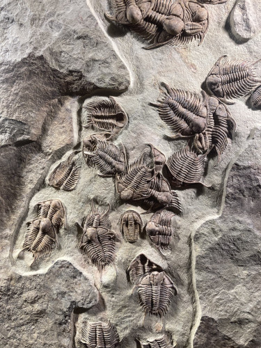gorgeous trilobites foulonia slab from fezouata formation - Morocco