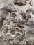 gorgeous trilobites foulonia slab from fezouata formation - Morocco