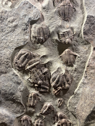 gorgeous trilobites foulonia slab from fezouata formation - Morocco