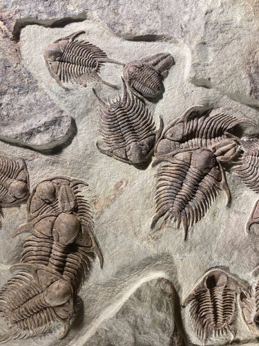 gorgeous trilobites foulonia slab from fezouata formation - Morocco