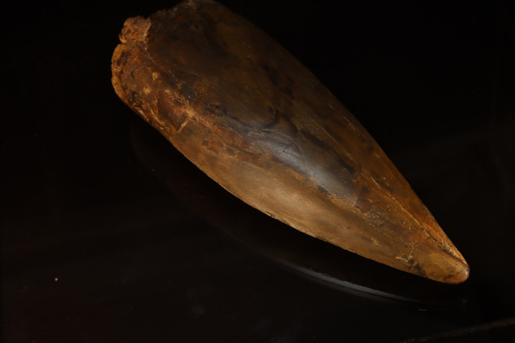 T-Rex tooth (21 cm) - Hell Creek fmt, S. Dakota, USA