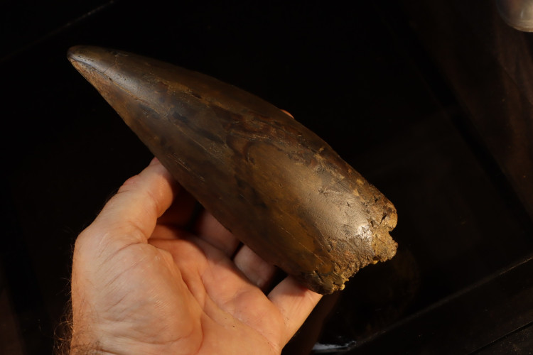 T-Rex tooth (21 cm) - Hell Creek fmt, S. Dakota, USA