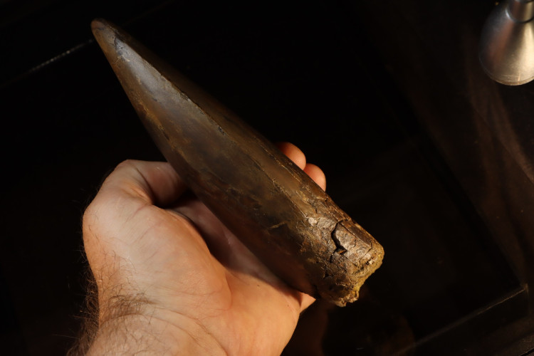 T-Rex tooth (21 cm) - Hell Creek fmt, S. Dakota, USA