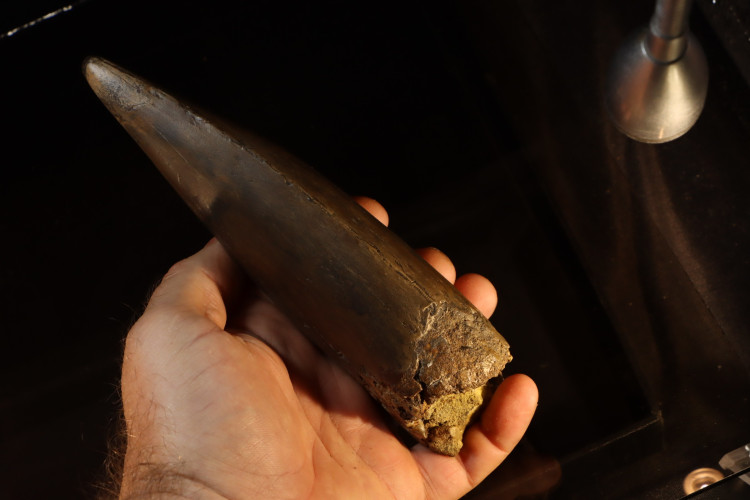 T-Rex tooth (21 cm) - Hell Creek fmt, S. Dakota, USA