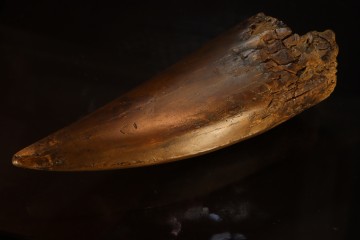 T-Rex tooth (21 cm) - Hell...