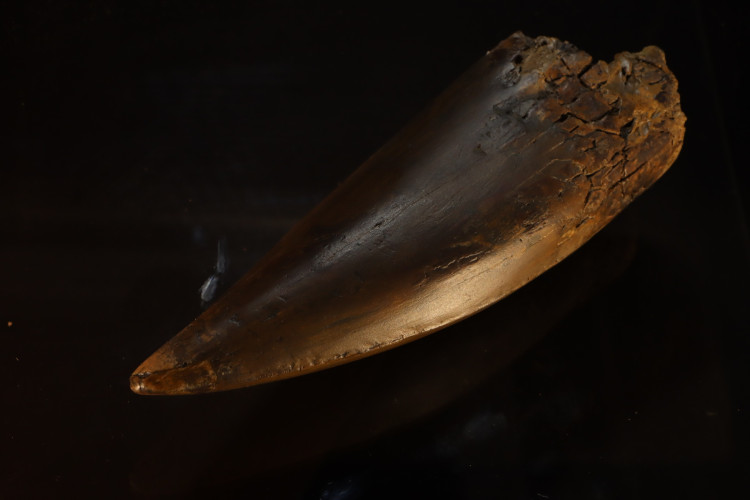 T-Rex tooth (21 cm) - Hell Creek fmt, S. Dakota, USA