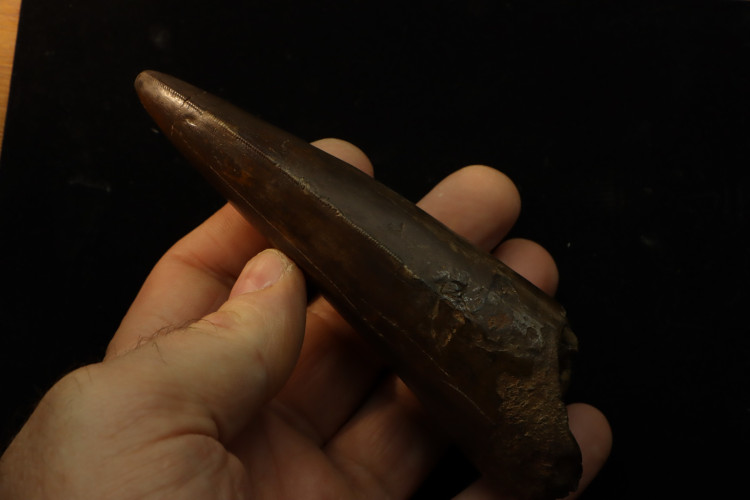 T-Rex tooth (13 cm) - Hell Creek fmt, S. Dakota, USA