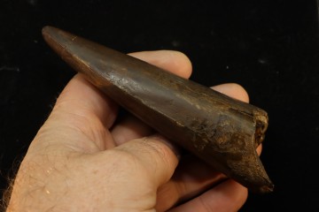 T-Rex tooth (13 cm) - Hell...