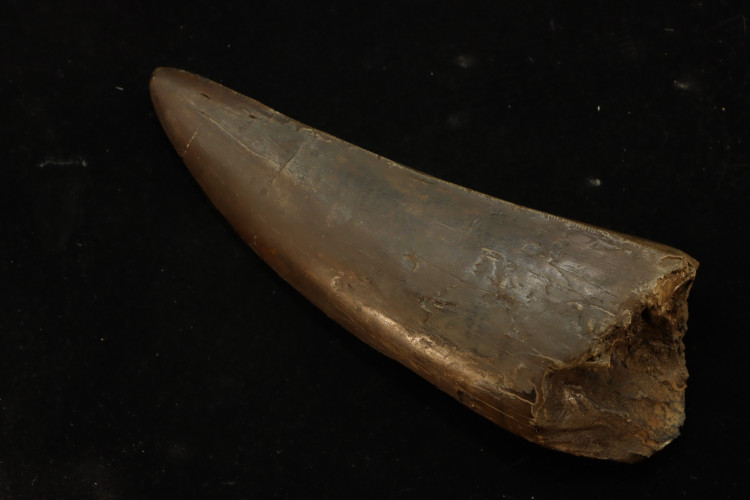 T-Rex tooth (13 cm) - Hell Creek fmt, S. Dakota, USA