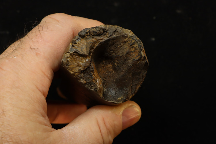 T-Rex tooth (13 cm) - Hell Creek fmt, S. Dakota, USA