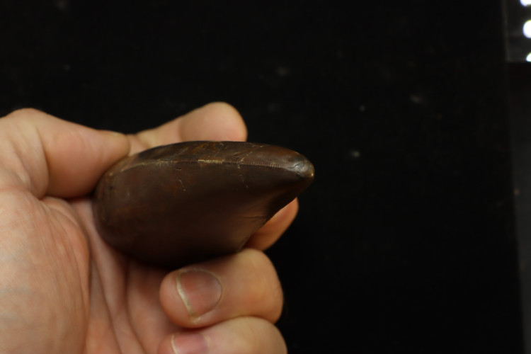 T-Rex tooth (13 cm) - Hell Creek fmt, S. Dakota, USA