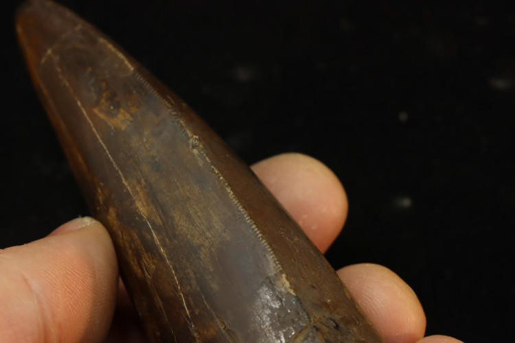 T-Rex tooth (13 cm) - Hell Creek fmt, S. Dakota, USA