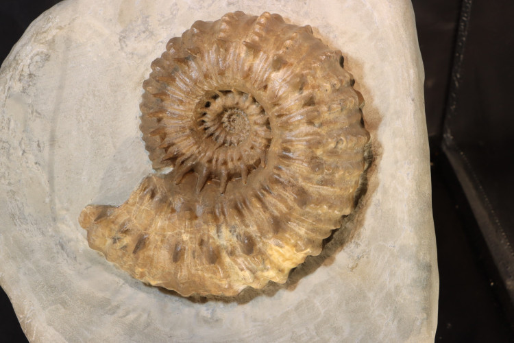 Spiny French ammonite DOUVEILLECRAS INAEGUINODUM