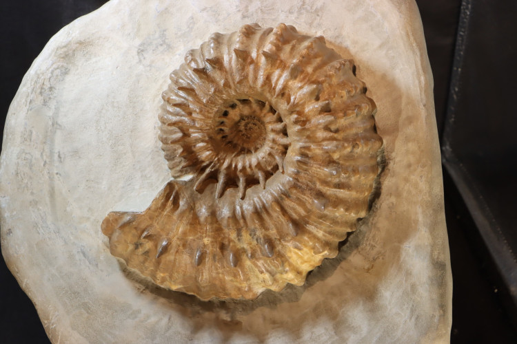 Spiny French ammonite DOUVEILLECRAS INAEGUINODUM