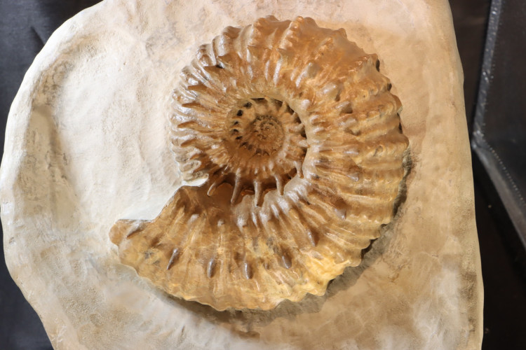 Spiny French ammonite DOUVEILLECRAS INAEGUINODUM