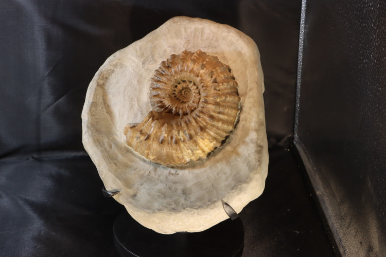 Spiny French ammonite DOUVEILLECRAS INAEGUINODUM