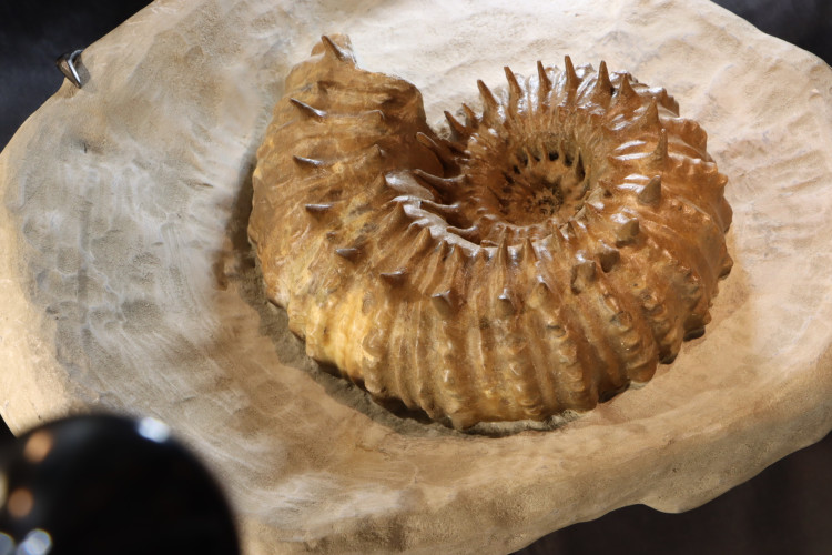 Spiny French ammonite DOUVEILLECRAS INAEGUINODUM