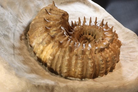 Spiny French ammonite DOUVEILLECRAS INAEGUINODUM
