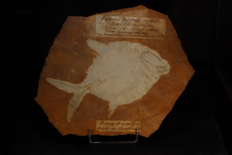 pycnodus bernardi - Cerin, France