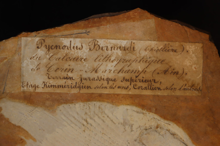 pycnodus bernardi - Cerin, France