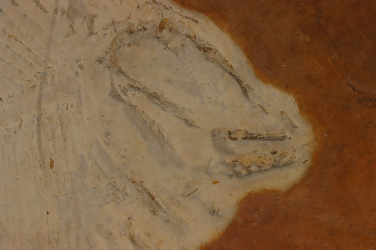 pycnodus bernardi - Cerin, France