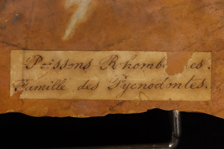 pycnodus bernardi - Cerin, France