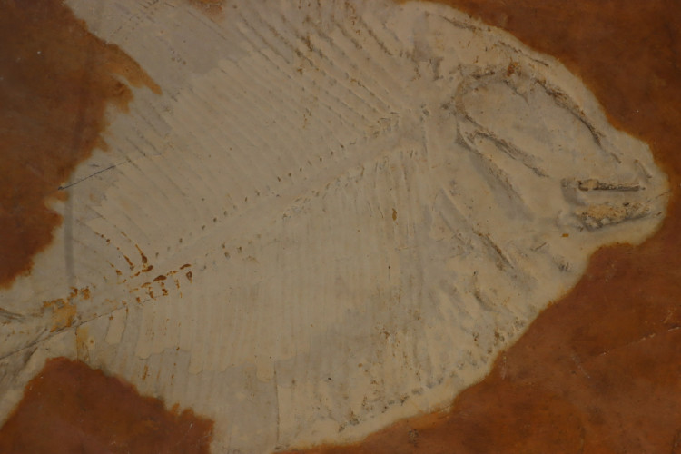 pycnodus bernardi - Cerin, France