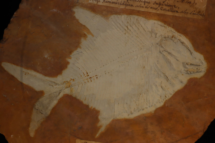 pycnodus bernardi - Cerin, France