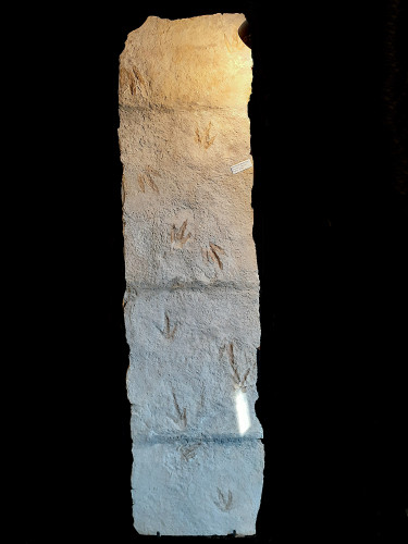 dinosaur trackway  on large slab (12 footprints) - lower jurassic - France