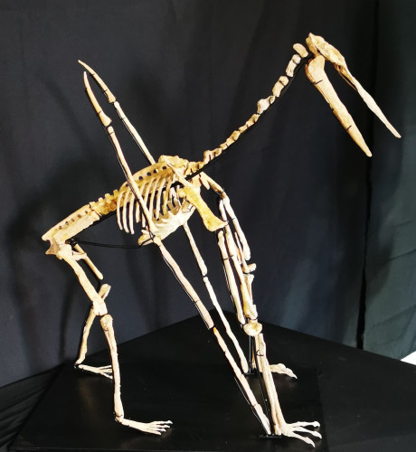 late cretaceous flying reptile : Alcione elainus