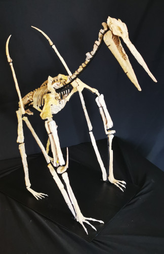 late cretaceous flying reptile : Alcione elainus